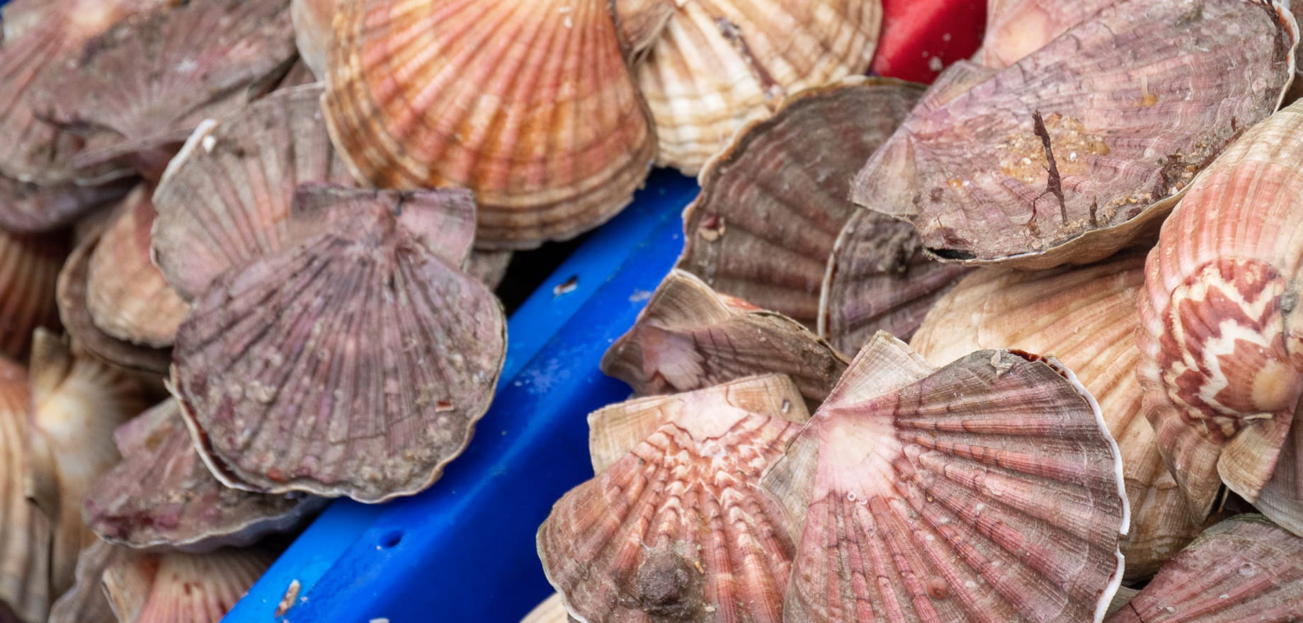 Coquille Saint-Jacques dans les bacs